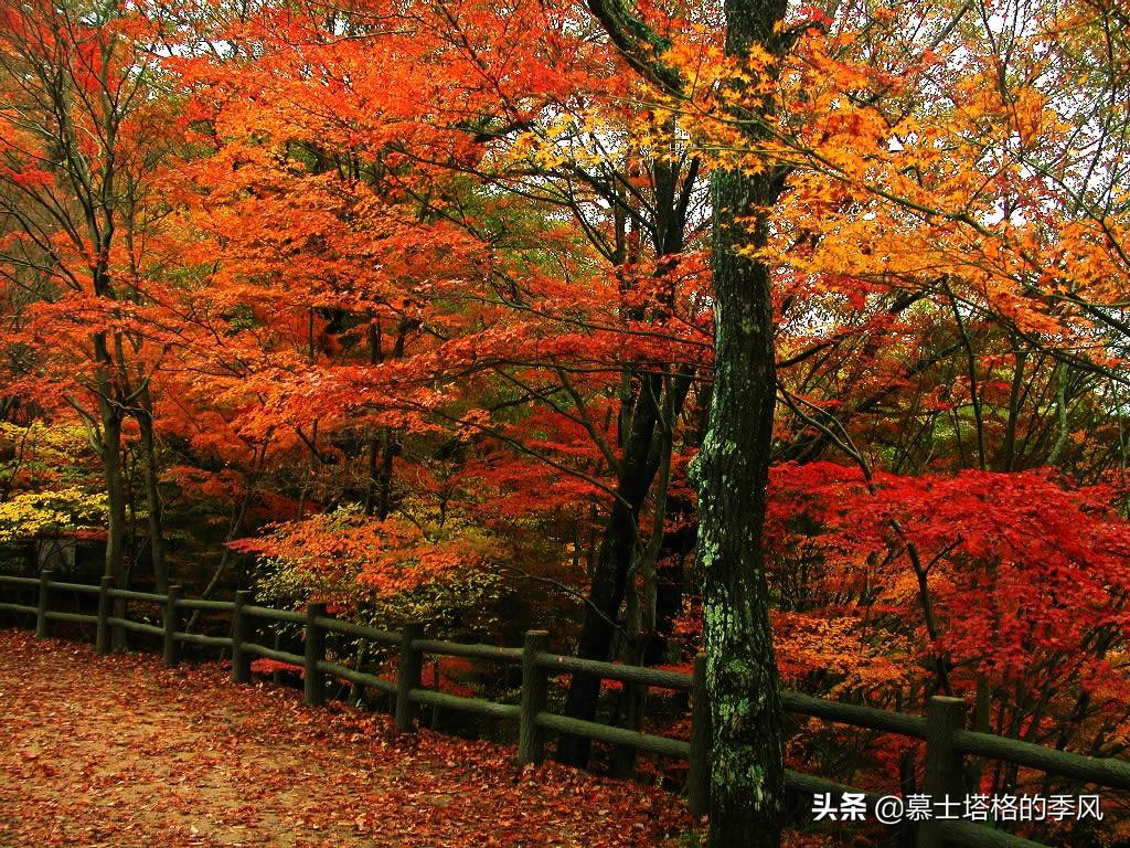 中国秋天最美的10个红叶景区去走一遭，你去过几个？